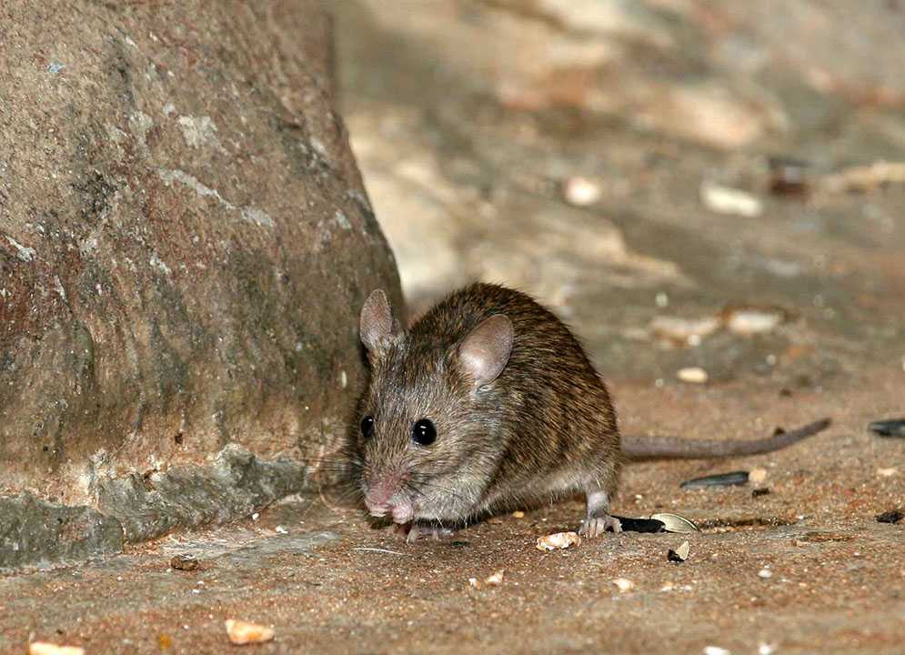 Особенности поведения и внешнего вида домовой мыши. какие бывают виды мышей