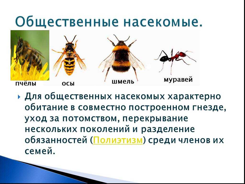 Информация осе. Общественные насекомые пчелы таблица. Общественные насекомые пчелы и муравьи. Общественные насекомые муравьи и пчелы 7 класс биология. Биология 7 класс общественные насекомые пчёлы и муравьи таблица.