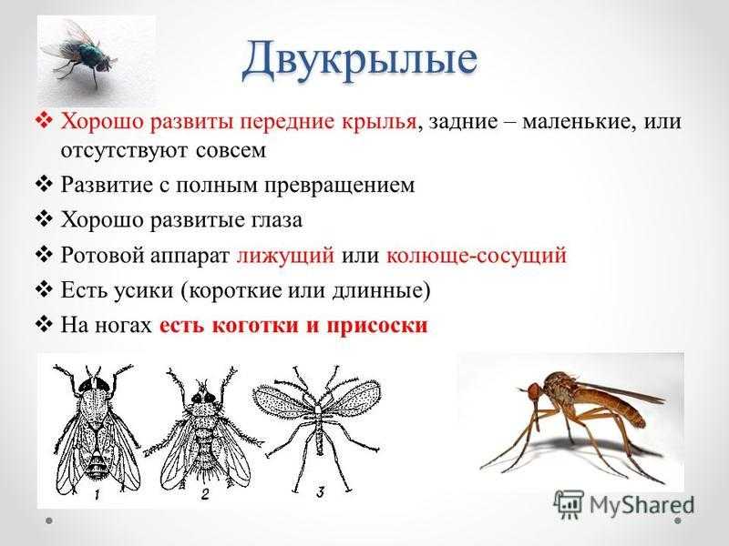 Сколько живут обыкновенные комары и как они размножаются