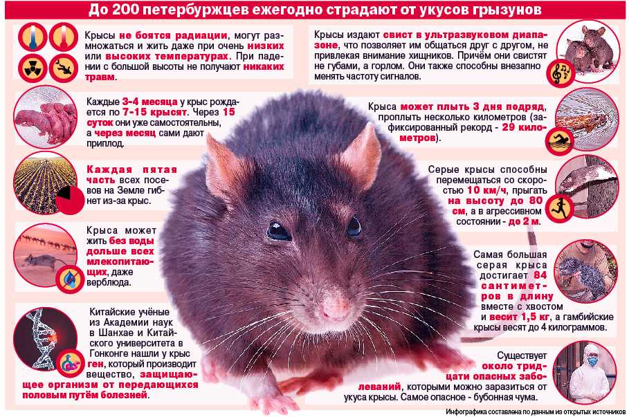 Интересные факты и сведения о крысах | vivareit