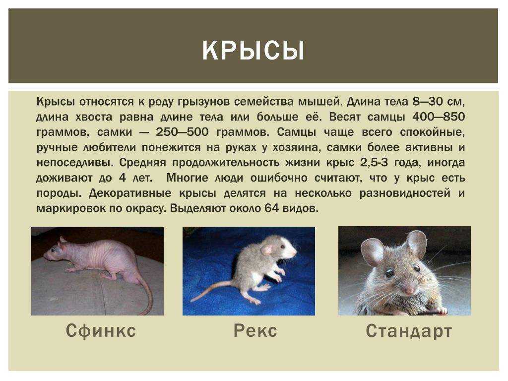 Чем отличаются мыши от крыс? описание и сравнение крыс и мышей :: syl.ru