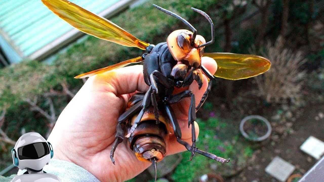 Самые опасные насекомые в мире - zefirka