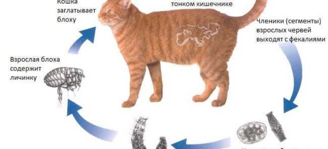 Как определить блох у кошки?