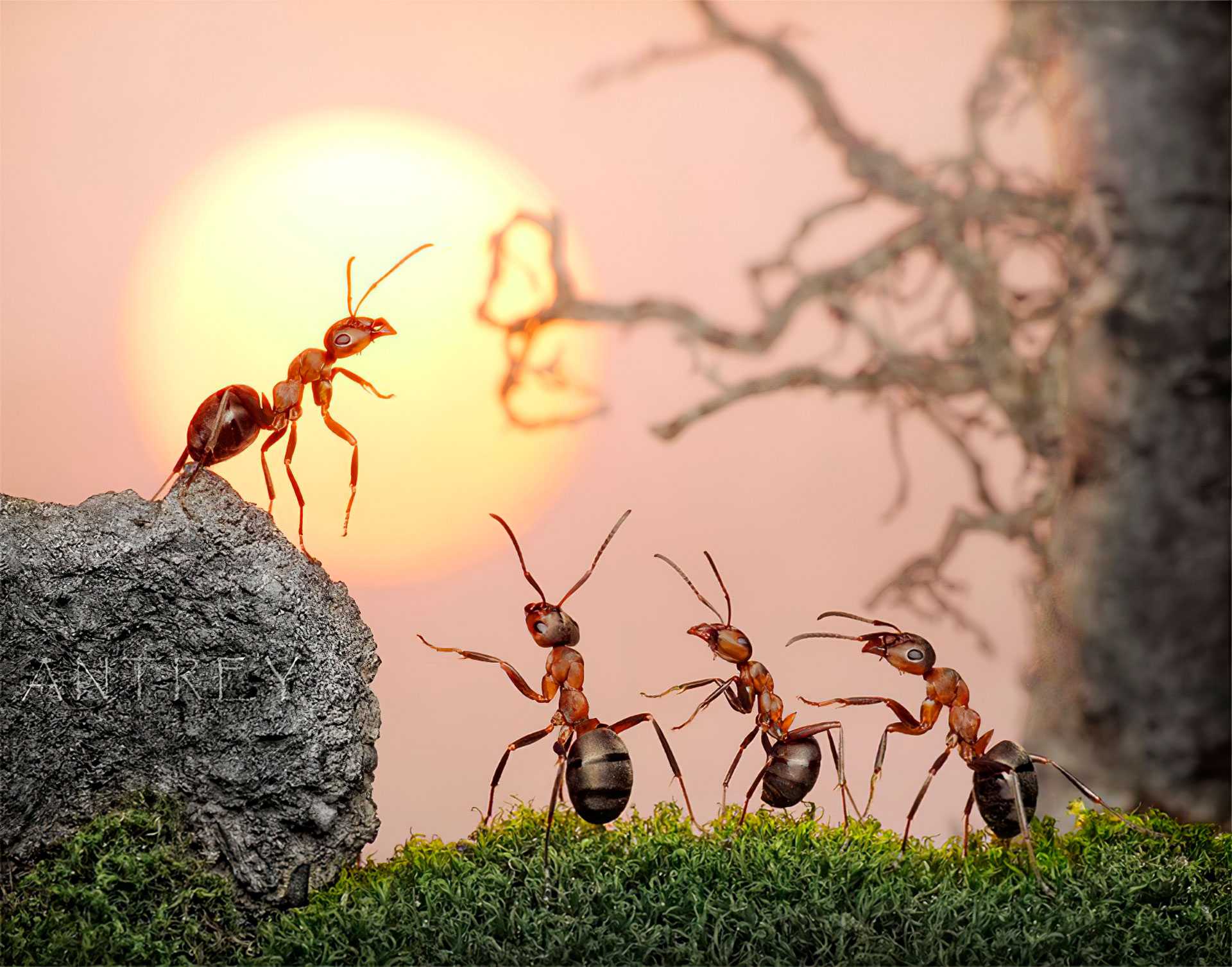Эти удивительные муравьи — бороться или уживаться? описание, особенности жизни, как отпугнуть. фото — ботаничка
