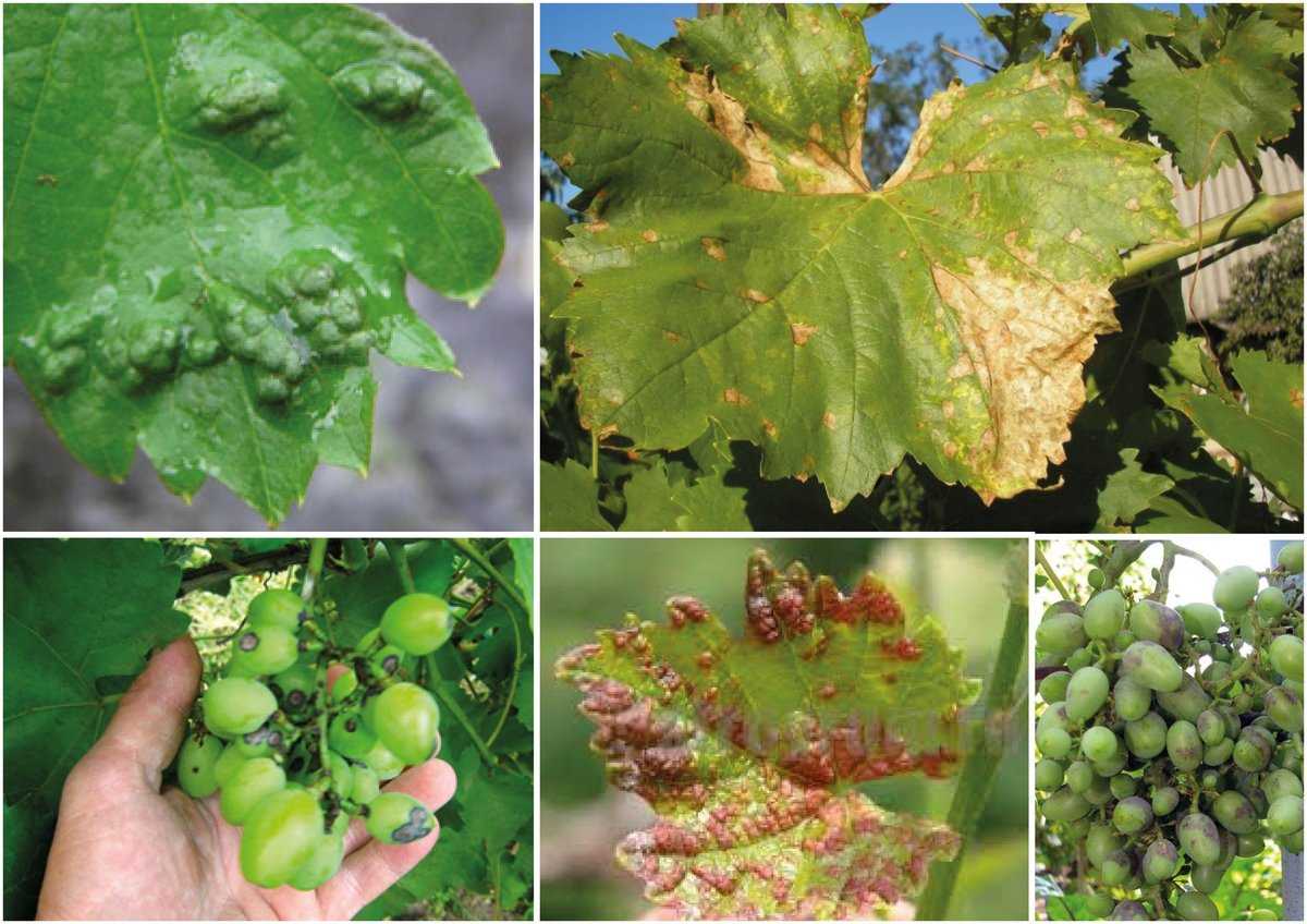 Болезни винограда на листьях фото с описанием