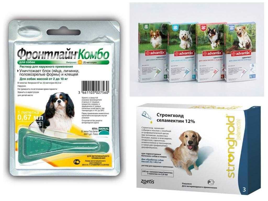 Народные средства от клещей для собак: полезные рецепты с ванилином, водкой, различными ингредиентами