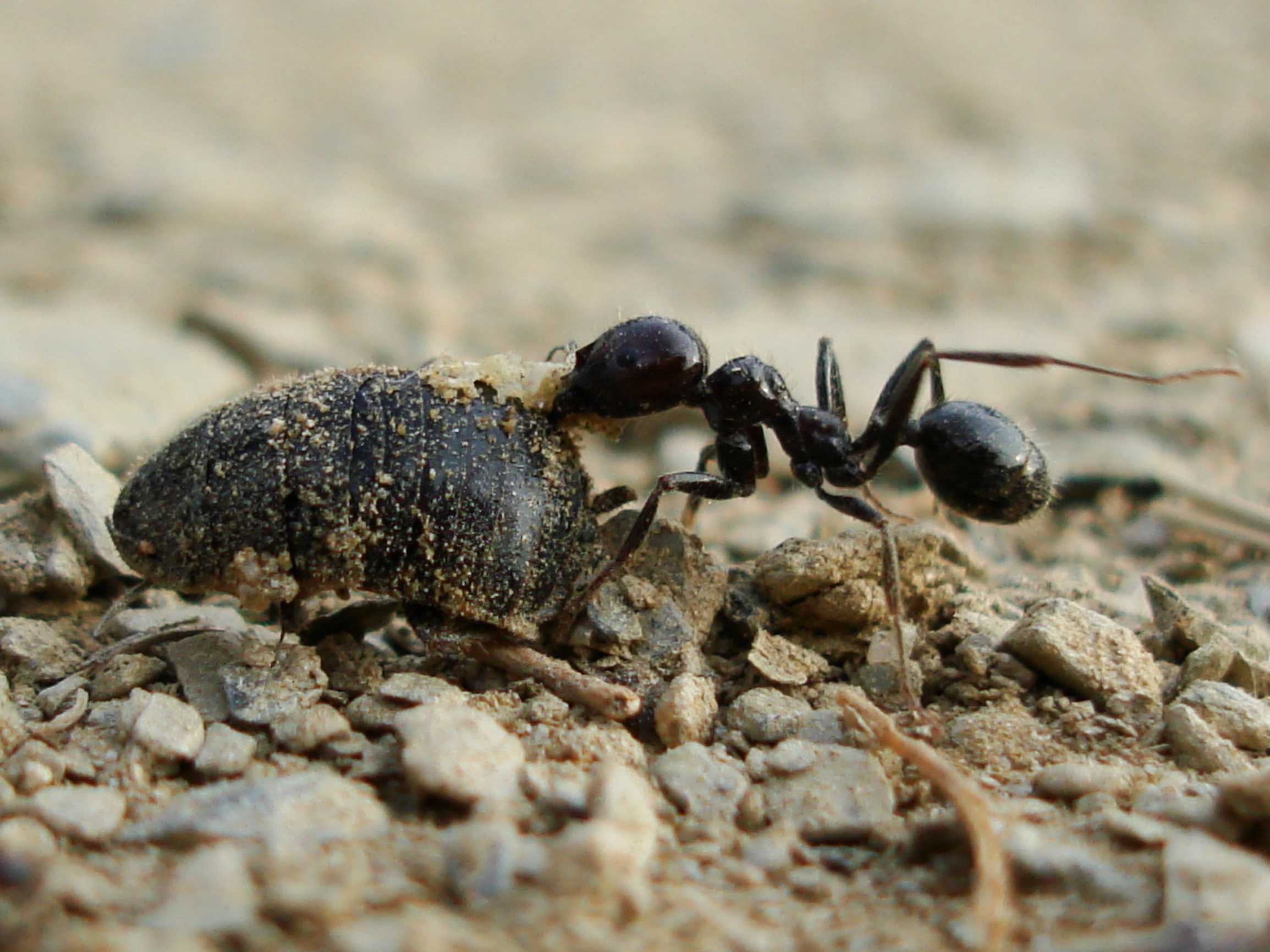 Как избавиться от муравьев на участке - эффективные средства и способы
