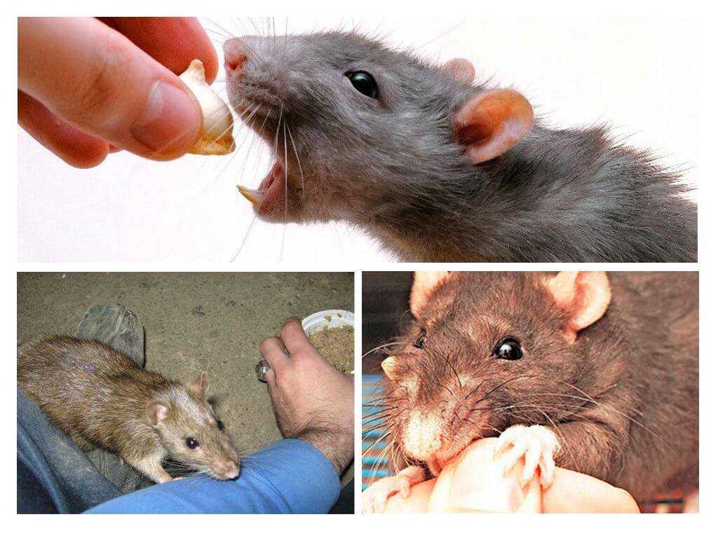 Последствия укусов крыс