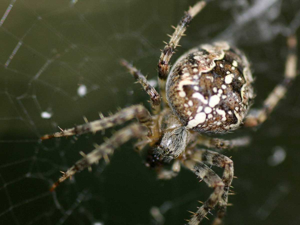 Ядовитые и не ядовитые пауки россии, какие из них самые опасные?