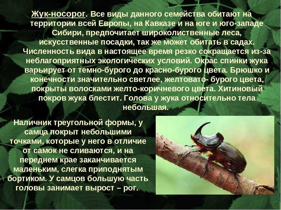 Жук-носорог: биология, разнообразие, описание и интересные факты