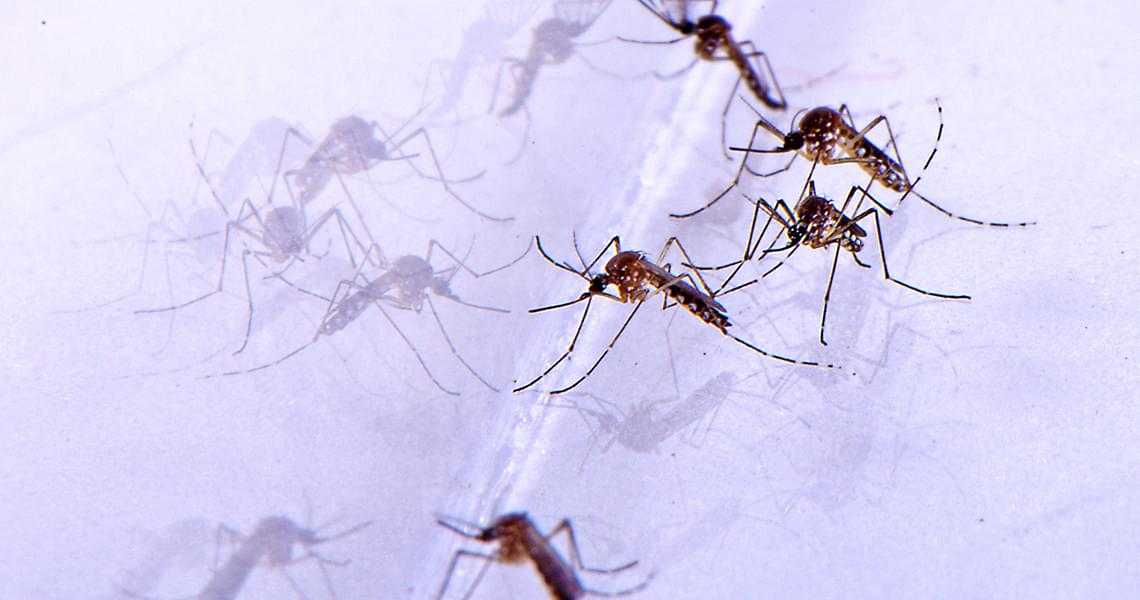 Эффективные средства от комаров и их укусов