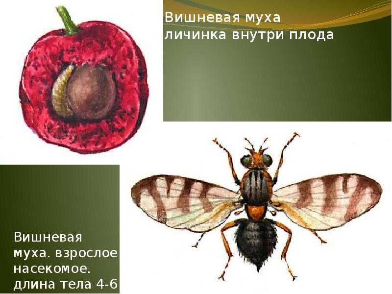 Борьба с вишневой мухой: сроки обработки, эффективные препараты