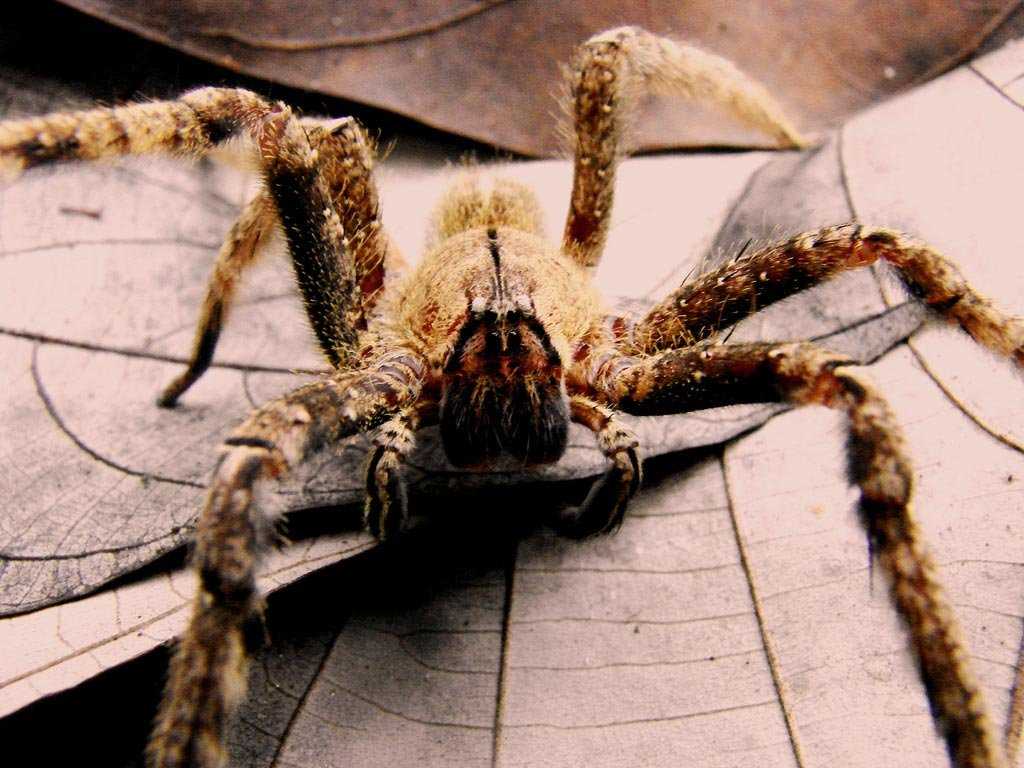 Самый огромный паук в мире: описание, название и интересные факты