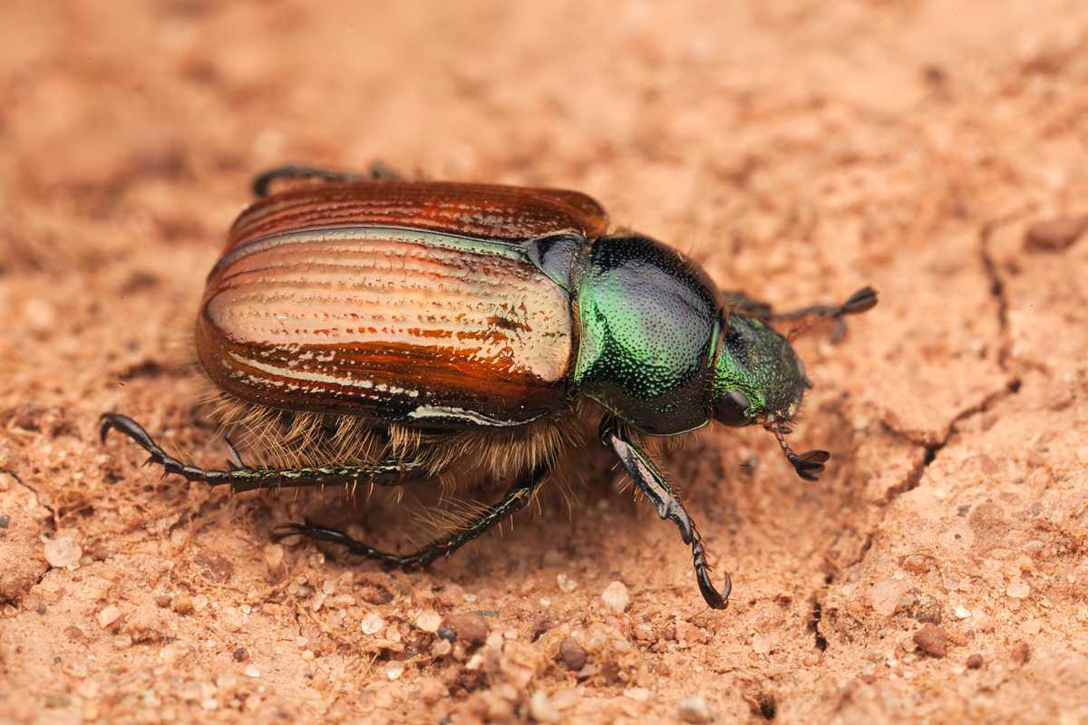 Майский жук - описание, строение и характеристика насекомого