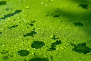 Борьба с планктоном в водоёмах: методы и техника