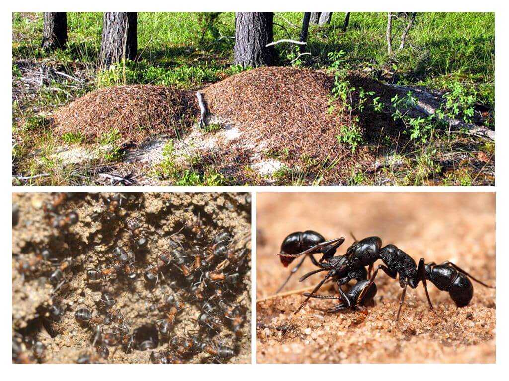Доклад-сообщение про муравьев 1, 2, 3, 7 класс, кратко окружающий мир