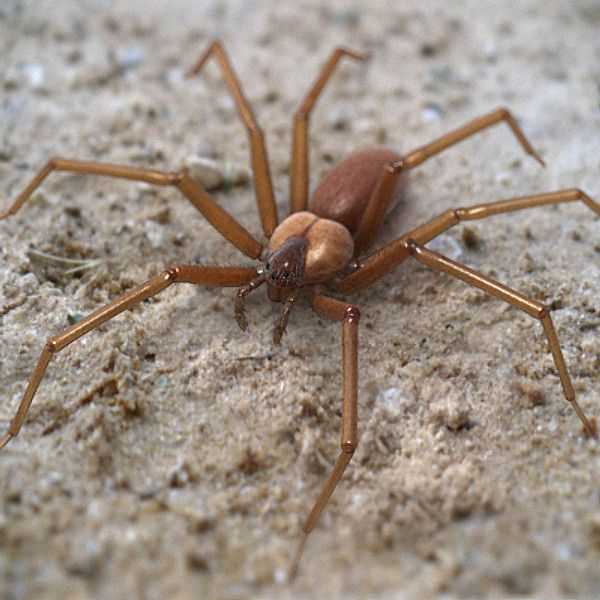Безобидный на вид и смертельно опасный – коричневый паук отшельник