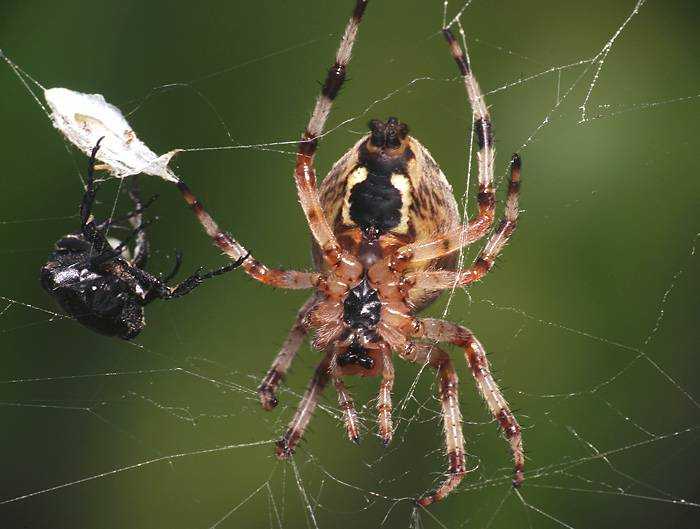 Паукообразных можно встретить как в квартире, так и в природе Знания о том, какие пауки Подмосковья опасны людей, а какие совершенно безобидны, помогут избежать проблем со здоровьем