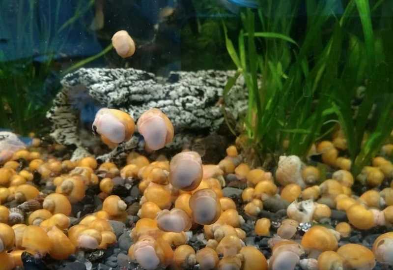 Как выводить улиток. Улитка ампулярия. Аквариумные улитки ампулярии. Моллюски в аквариуме. Аквариумные улитки и их яйца.