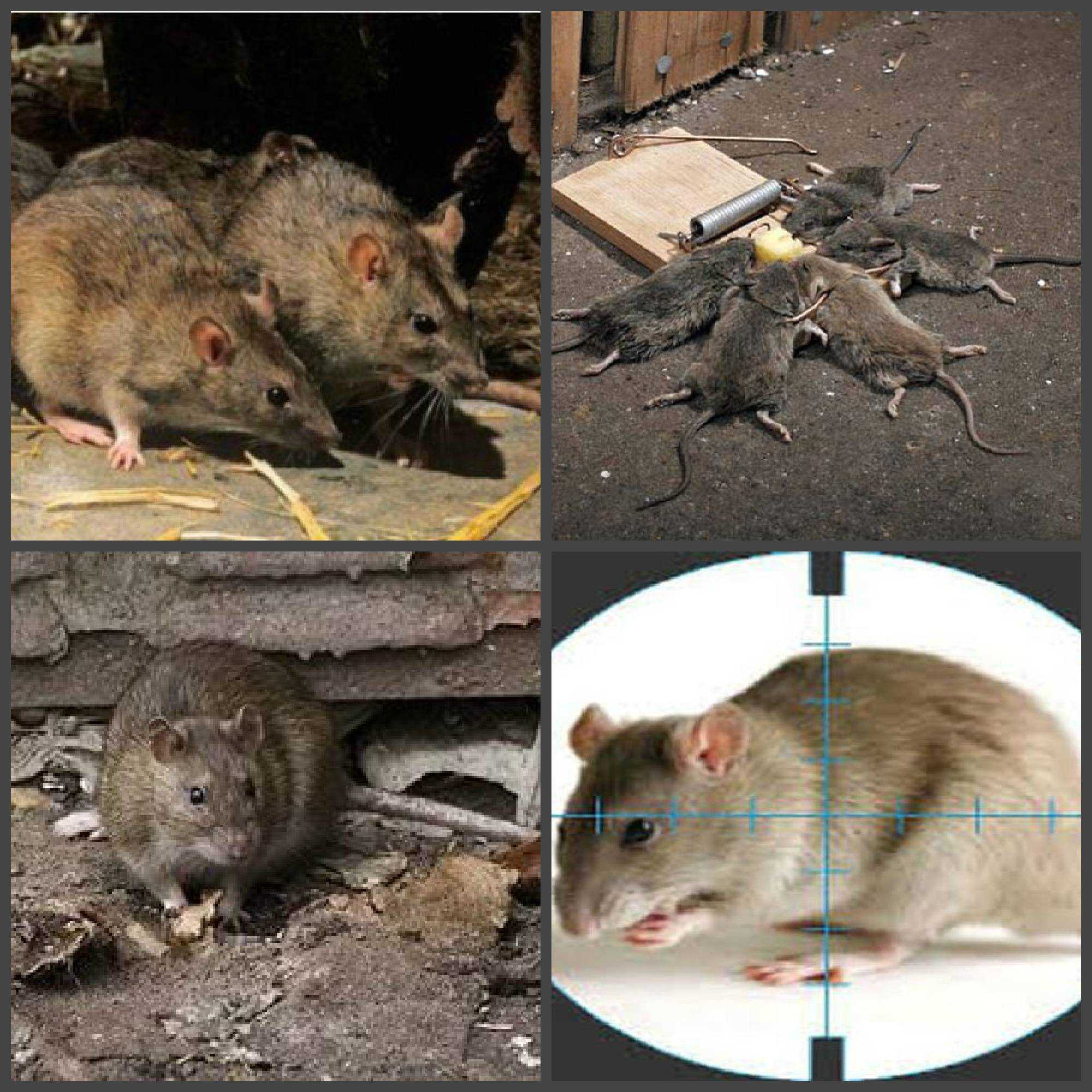 Крыса серая: описание, фото, среда обитания, размножение