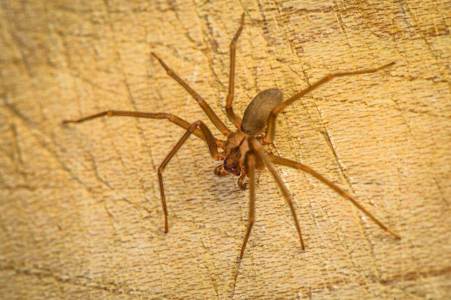 Коричневый паук отшельник: фото и образ жизни ядовитого паука