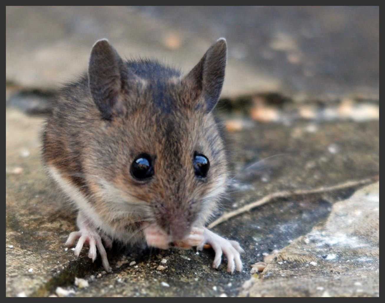Кто такая мышь, ее размеры, вес, строение и образ жизни