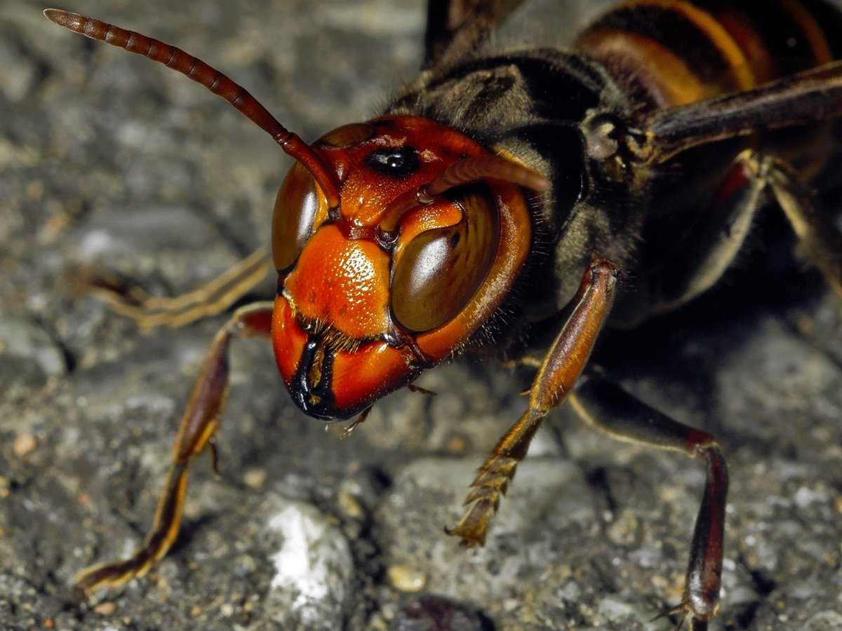 Внимание - опасность: самые ядовитые насекомые в мире