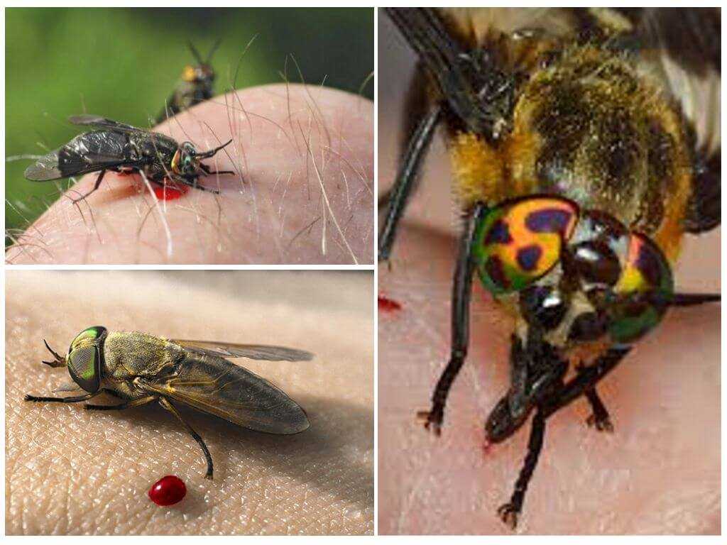 Кусаются ли мухи и почему именно в конце лата - в августе