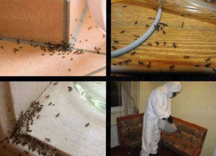 Как избавиться от муравьев в бревенчатой бане