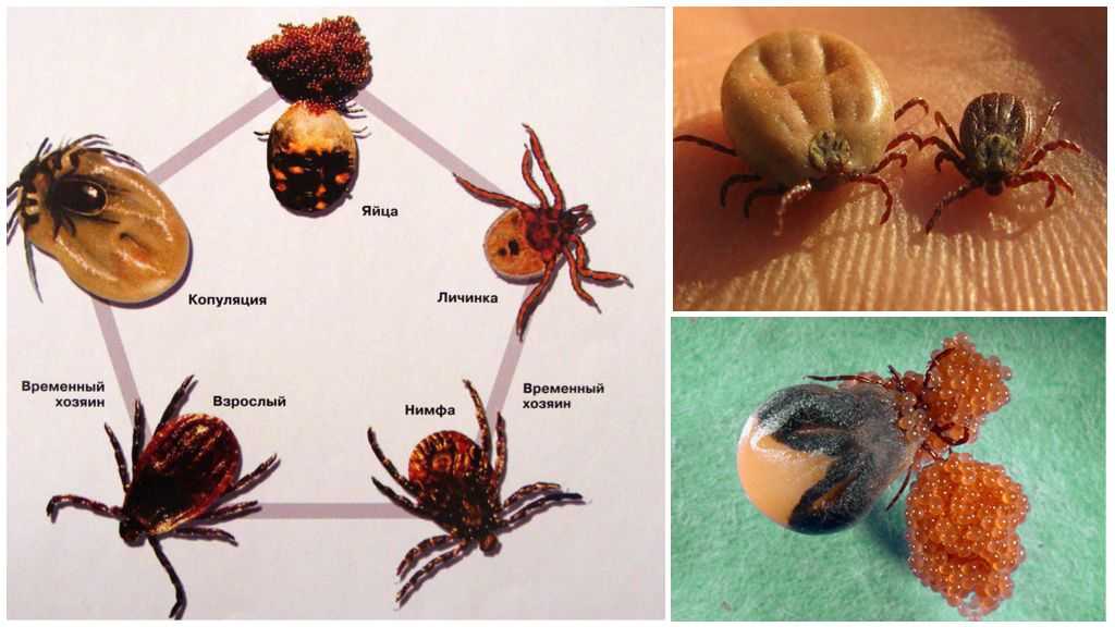 Стадия развития клеща в картинках
