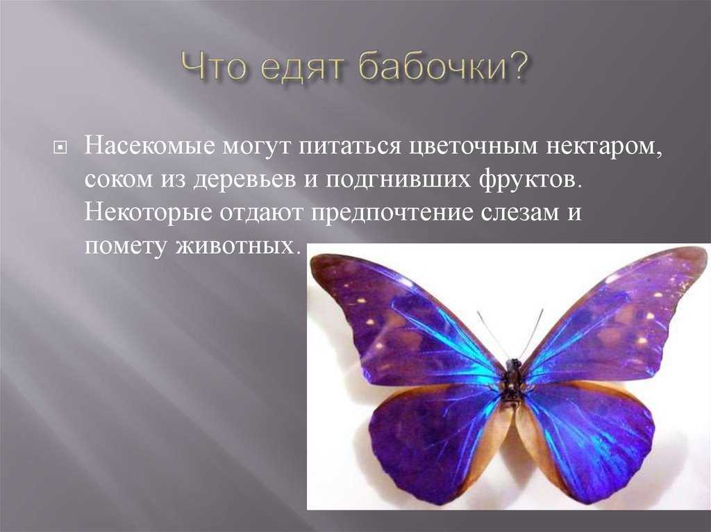 Разнообразие бабочек. Бабочка питается. Слайды бабочки. Краткая информация о бабочке. Чем кормить домашних бабочек
