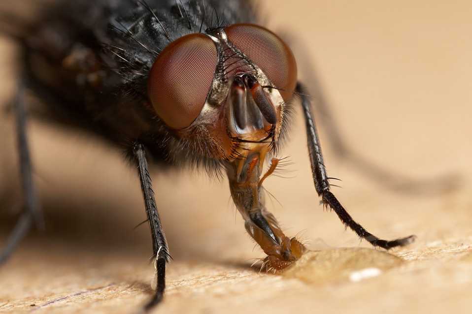 Питание домашних мух: как продукты предпочитают насекомые?