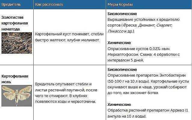 Картофельная моль размножается не только на картошке, но и на других пасленовых растениях, порой вызывая гибель значительной части урожая у дачников