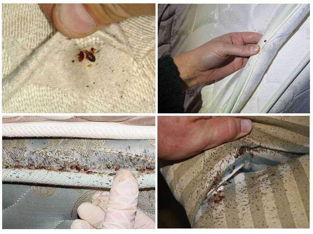 Диванные клопы: 3 способа вывести из дивана и избавиться от них в мебели