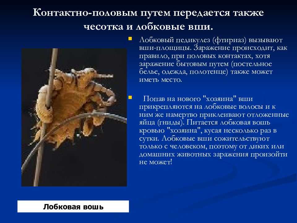 Эктопаразитарные инфекции: фтириаз | университетская клиника