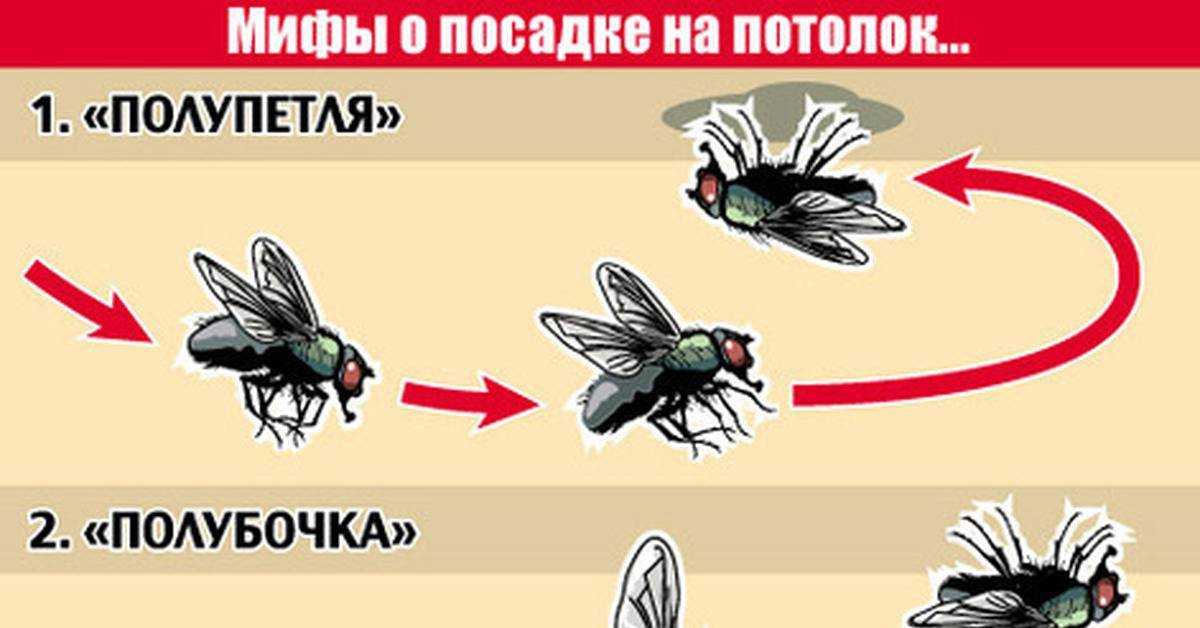 Конечности ⚠️ насекомых: как устроены плавательные, бегательные и ходильные, путь эволюции