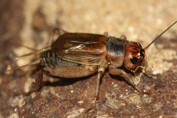 Домовые сверчки: что это за насекомые, как выглядят и чем питаются