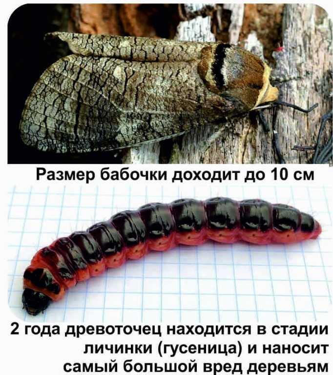 Гусеница древоточца пахучего Cossus cossus Особенности древоточца пахучего Жизненный цикл и размножение, внешний вид, методы борьбы с вредителем