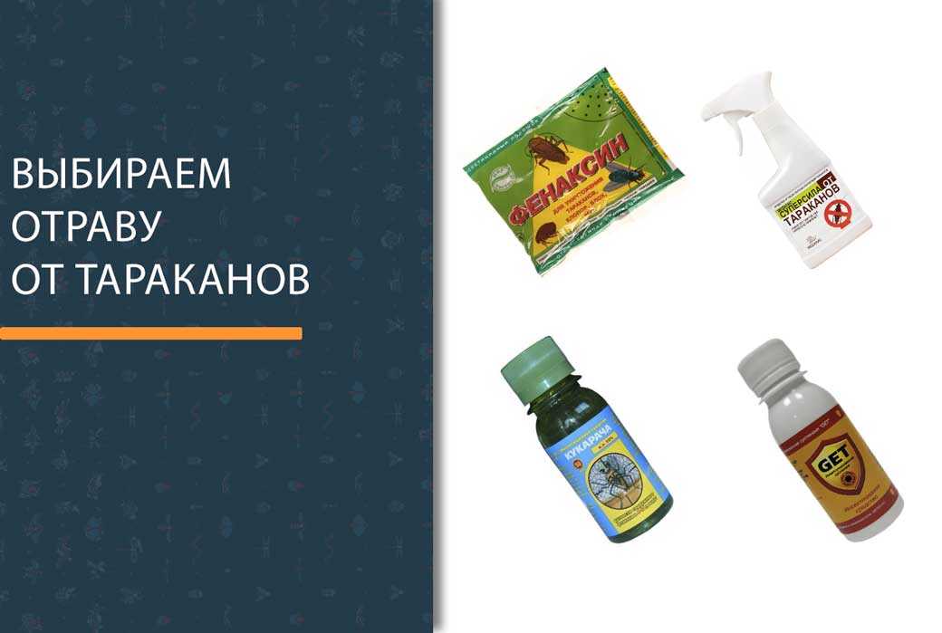 7 способов, как избавиться от шершней в домашних условиях: чего они боятся и лучшие средства
