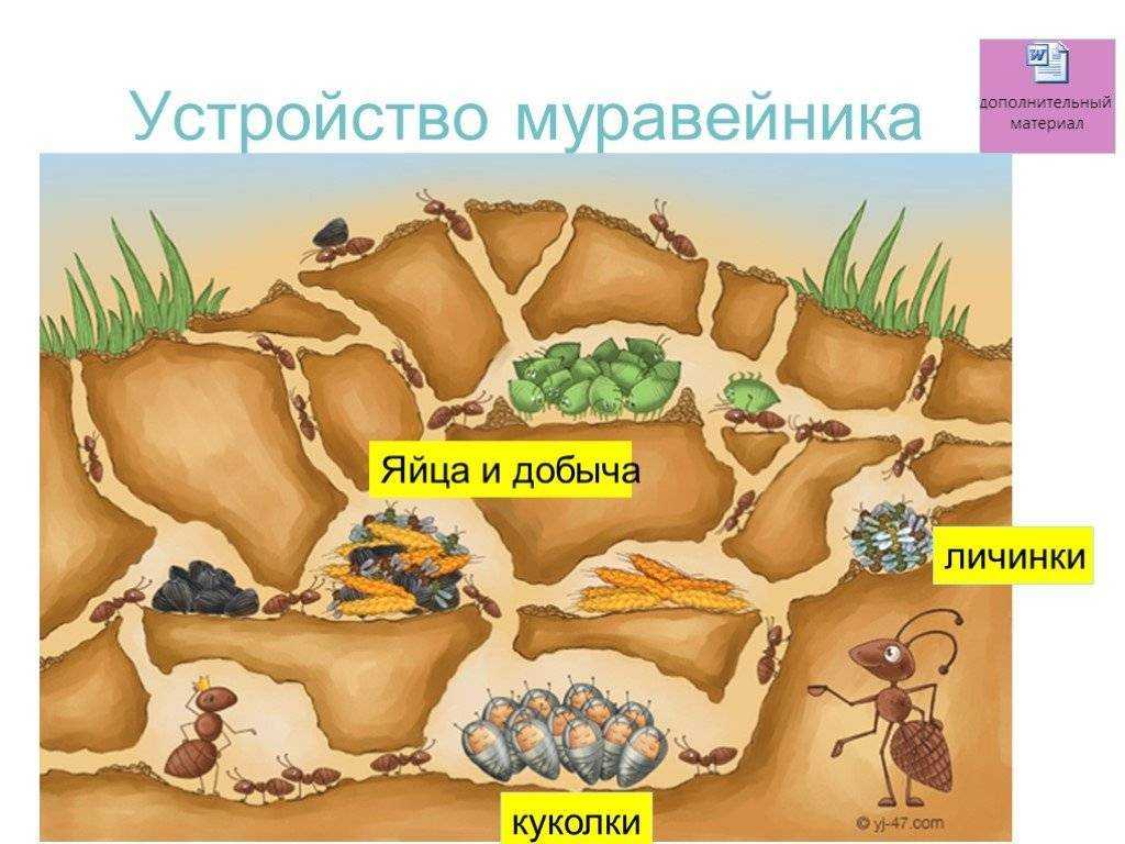 Строение муравья