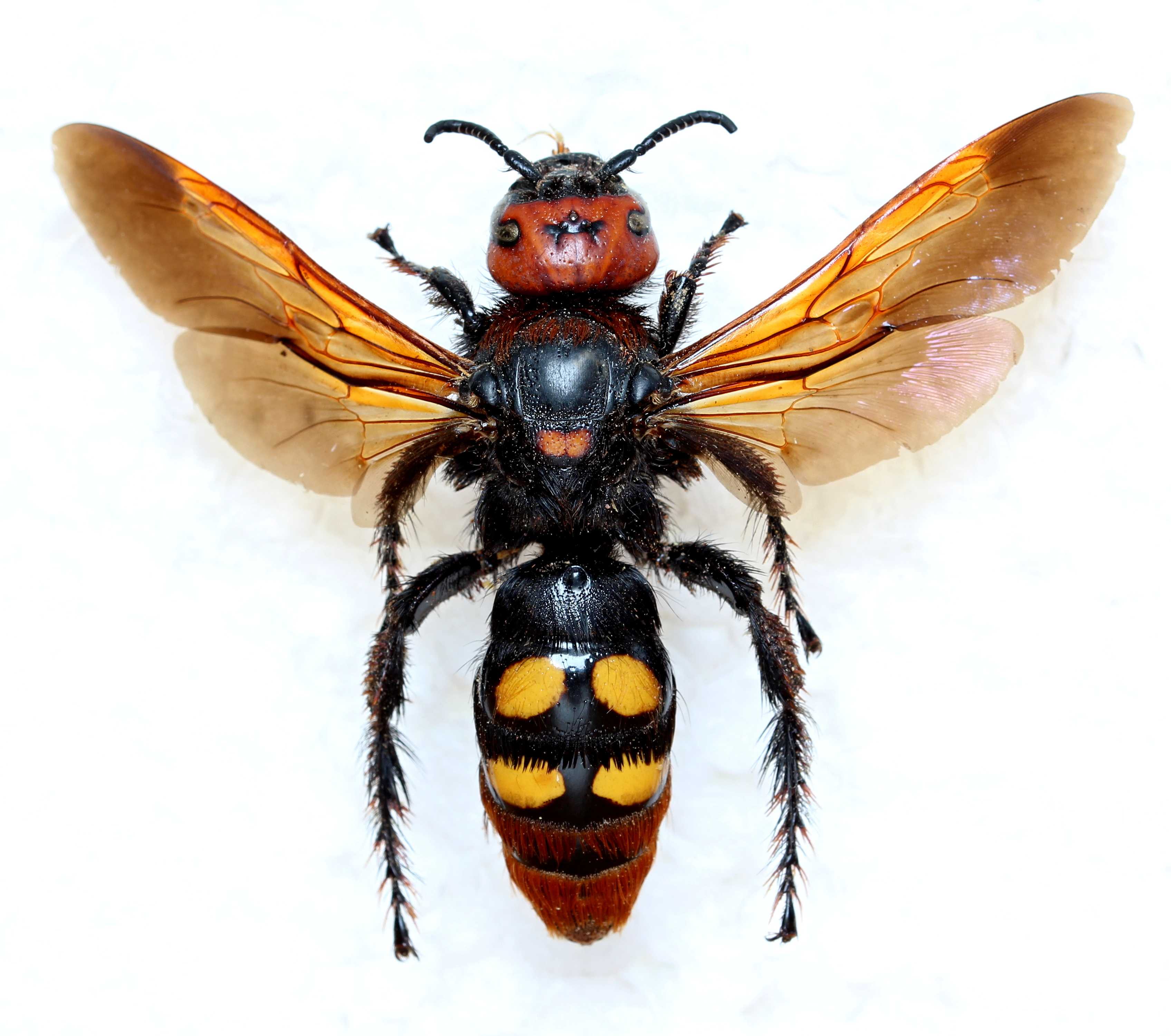 Как выглядят чёрные шершни и гигантские осы: характеристики и различия
