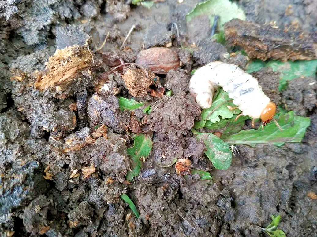 Жизнь майского жука: от начала и до конца