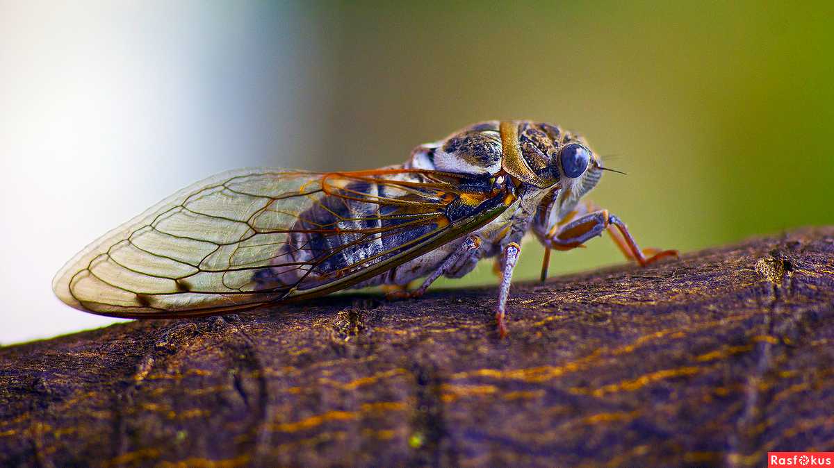 Муха цикада: фото и описание