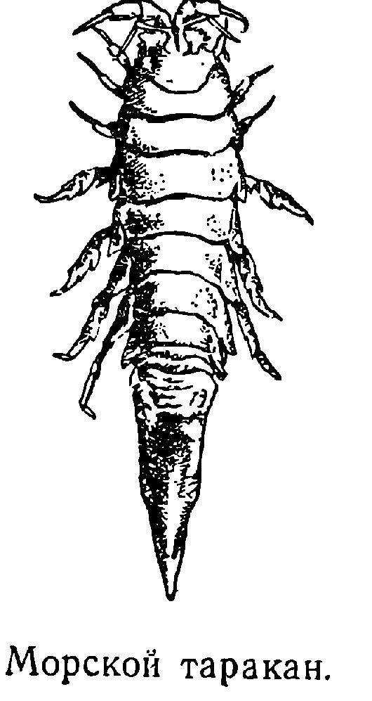 Морской таракан рисунок