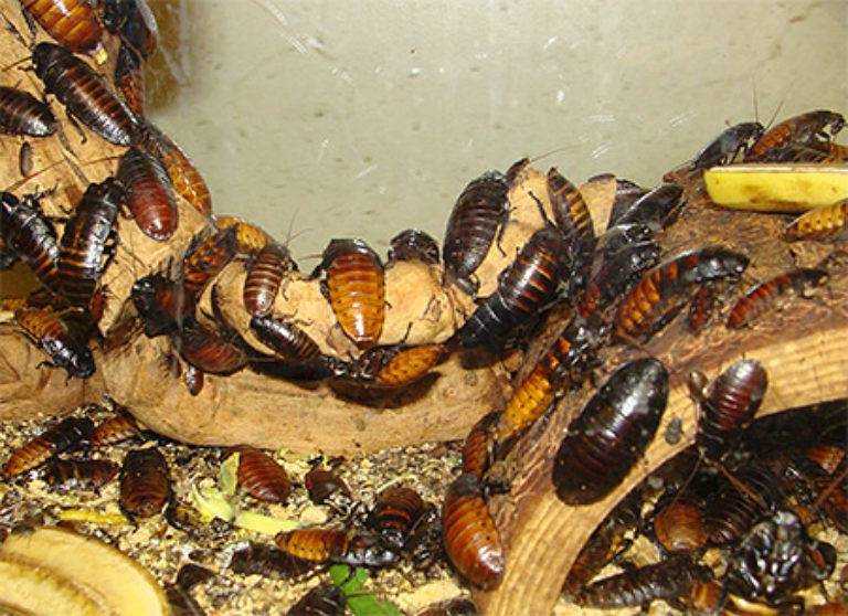 Все существующие виды тараканов: домашние и необычные