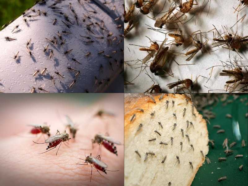 Народные средства от мух - как вывести насекомых в помещении или на участке