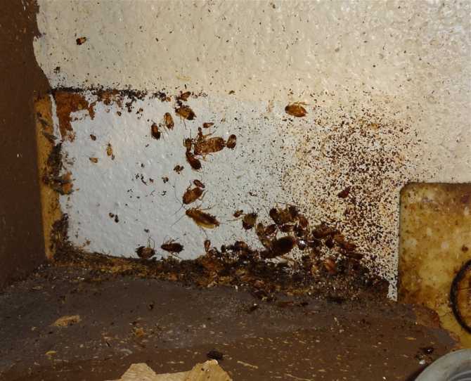 Тараканьи гнезда в квартире фото