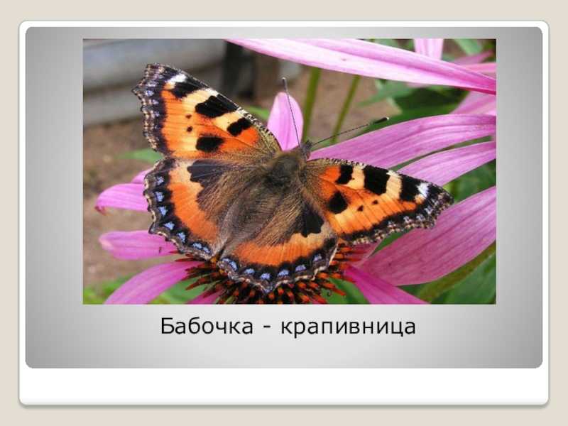 Скарлатина у детей – этапы болезни, классификация видов, протекание заболевания | см-клиника