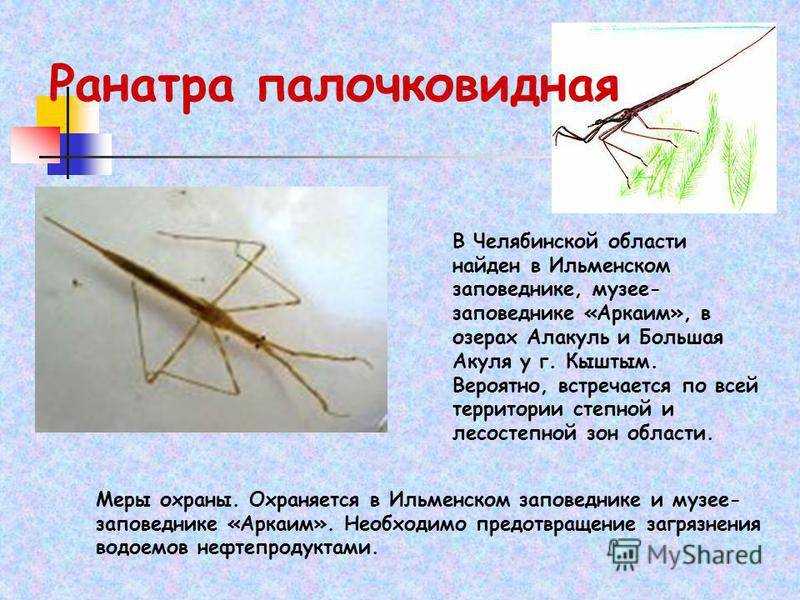 Ranatra linearis – хищное насекомое, относящееся к семейству водяных скорпионов, которые обитают в стоячих и слабопроточных водах