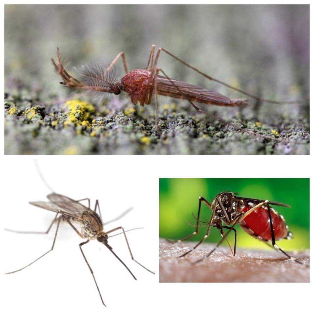 Комар насекомое. образ жизни и среда обитания комара